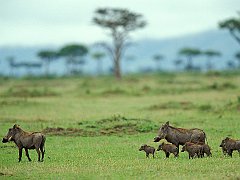 Warthog Family, Masai Mara, Kenya